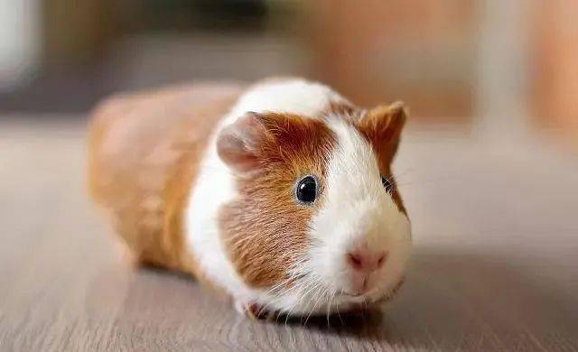 七七记录号 作品封面